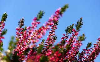 Картинка цветы, природа, небо, розовый, растения, лето, ландшафт