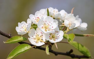 Картинка цветы, белые, природа, весна, растения, красота, фотография