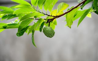 Картинка листья, дерево, фрукты, природа, зелень, ветка, растение