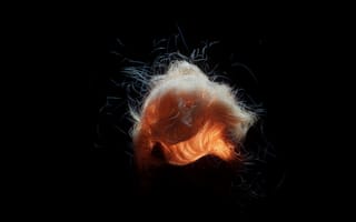 Картинка волосы, свет, абстракция, черный фон, текстура, арт, красота