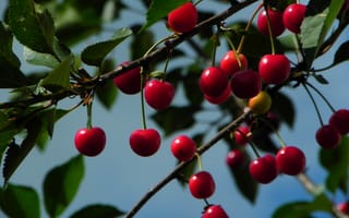 Картинка вишня, фрукты, природа, ягоды, зелень, лето, дерево