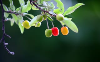 Картинка фрукты, ягоды, природа, зелень, лето, красный, желтый, зеленый, растения, фотография