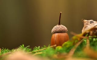 Картинка желудь, природа, осень, растения, лес, макро, фотография