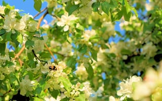 Картинка цветы, природа, пчела, дерево, лето, зелень, солнце