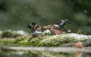 Картинка птицы, природа, водоем, сцена, фото, животные, мох