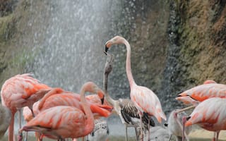 Картинка фламинго, птицы, природа, водопад, розовый, группа, животные
