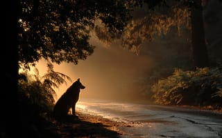 Картинка собака, природа, закат, лес, тишина, пейзаж, освещение