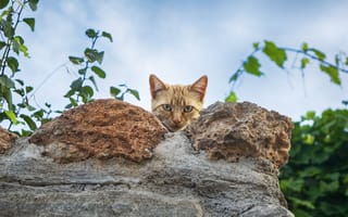 Картинка кот, стена, природа, животные, пейзаж, небо, зеленый
