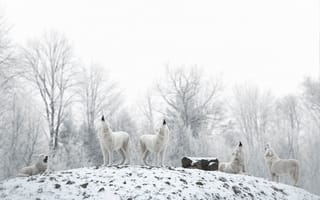 Картинка волки, зима, снег, природа, дикие животные, холод, лес
