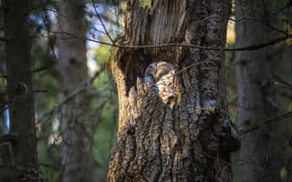 Картинка сова, дерево, природа, лес, животные, птицы, фотография