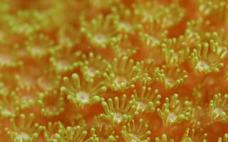 Картинка кораллы, подводный мир, природа, океан, морская жизнь, макро, цвета