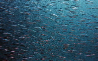 Картинка рыбы, океан, подводный мир, глубина, природа, водная жизнь, синяя вода