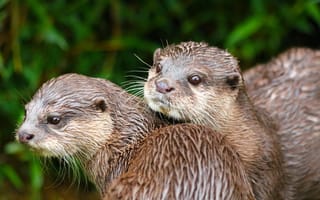 Картинка выдры, животные, природа, вода, мокрые, друзья, дикие