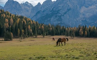 Картинка лошади, природа, горы, лес, осень, пейзаж, животные