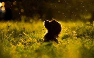 Картинка собака, природа, свет, трава, пейзаж, лето, животные