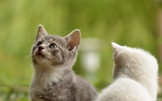 Картинка котята, животные, природа, мягкие, милые, зеленый, питомцы