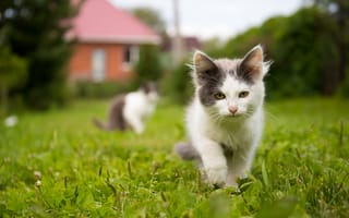 Картинка кот, природа, трава, животные, питомцы, лето, двор