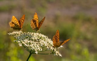 Картинка бабочки, цветы, природа, лето, красота, флора, пейзаж