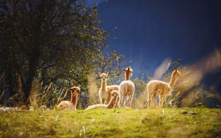 Картинка животные, природа, горы, пейзаж, группа, зеленый, молодежь