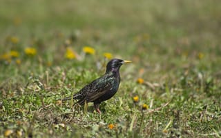Картинка птица, стихия, природа, зеленый, пейзаж, весна, фото