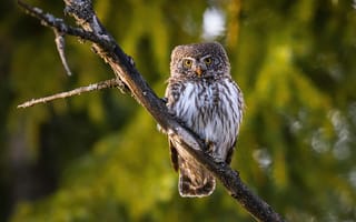 Картинка сова, природа, птица, лес, животные, фотография, дерево