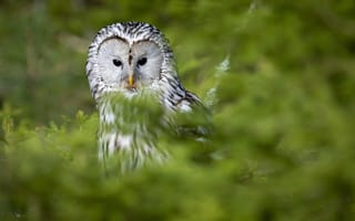 Картинка сова, природа, животные, лес, дикая природа, птицы, зеленый