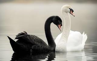 Картинка лебеди, черный, белый, водоем, природа, красота, спокойствие