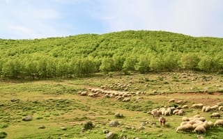 Картинка пейзаж, природа, овцы, зелень, горы, поля, лето