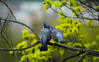 Картинка птицы, любовь, природа, дерево, зелень, пара, пейзаж, весна, фото, обои