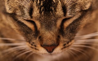 Картинка кот, питомец, животное, мягкий, пух, лицо, спокойствие