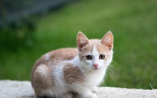 Картинка котенок, животные, природа, мягкий, питомец, зеленый, фото