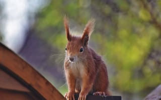 Картинка белка, природа, животные, лес, фото, пейзаж, весна