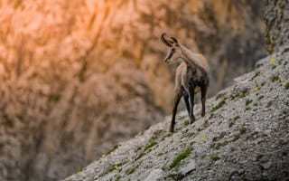 Картинка животное, горы, природа, пейзаж, козел, фотография, дикая природа