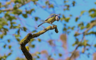 Картинка птица, синица, природа, ветка, дерево, небо, зелень