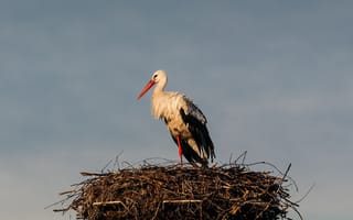 Картинка аист, гнездо, природа, птица, небо, лето, ландшафт