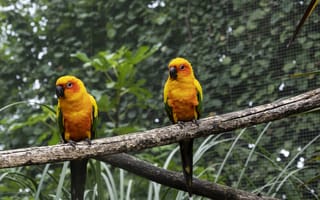 Картинка птицы, жаркие цвета, природа, экзотика, пейзаж, животные, обои