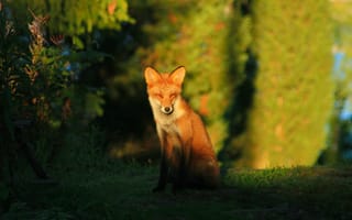 Картинка лисица, природа, животные, лес, освещение, пейзаж, фотография