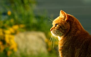 Картинка кот, природа, животные, солнце, профиль, цветы, лето