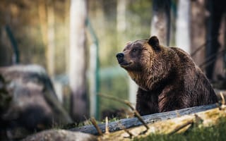 Картинка медведь, природа, животные, лес, дикая природа, фотография, пейзаж