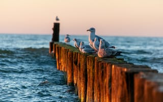 Картинка море, чайки, пирс, закат, природа, пейзаж, водная поверхность