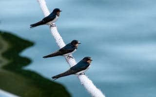 Картинка птицы, природа, водоем, синицы, лето, пейзаж, отдых