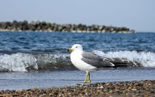 Картинка чайка, море, пляж, природа, пейзаж, водоем, лето