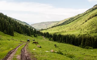 Картинка природа, горы, пейзаж, лошади, лес, дорога, зелень, отдых, пейзажный, открытое пространство