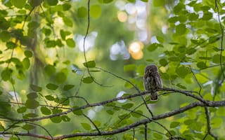 Картинка сова, природа, деревья, листья, лес, животные, птицы
