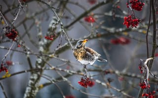 Картинка птица, ягоды, зима, природа, дерево, красный, холод