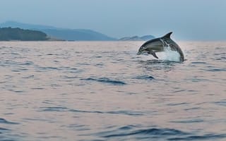 Картинка дельфин, океан, природа, прыжок, вода, пейзаж, животные