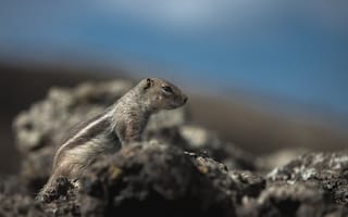 Картинка сурок, природа, животные, камни, ландшафт, дикая природа, пейзаж