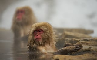 Картинка обезьяны, горячие источники, природа, зима, животные, мокрые, медитация