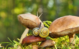 Картинка грибы, улитки, природа, лес, мох, фото, обои