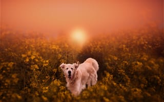 Картинка собака, природа, закат, цветы, пейзаж, мягкий свет, питомец